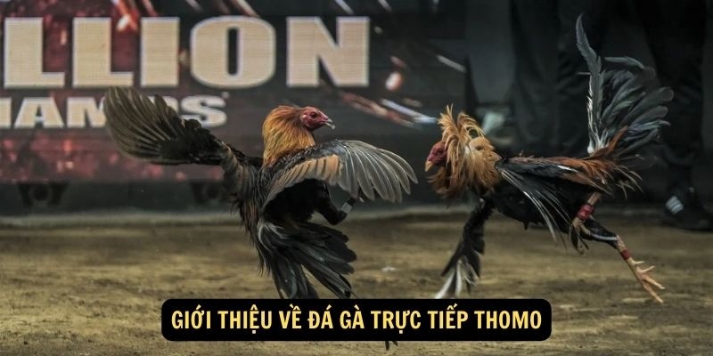 Đá Gà Thomo Cựa Dao – Đối Kháng Đỉnh Cao Mang Tính Sát Phạt 