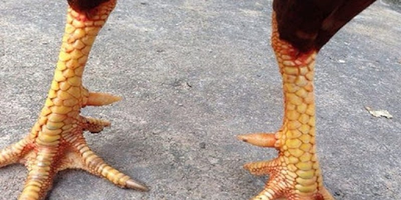 Đặc điểm và phân loại vảy dặm ngón chúa